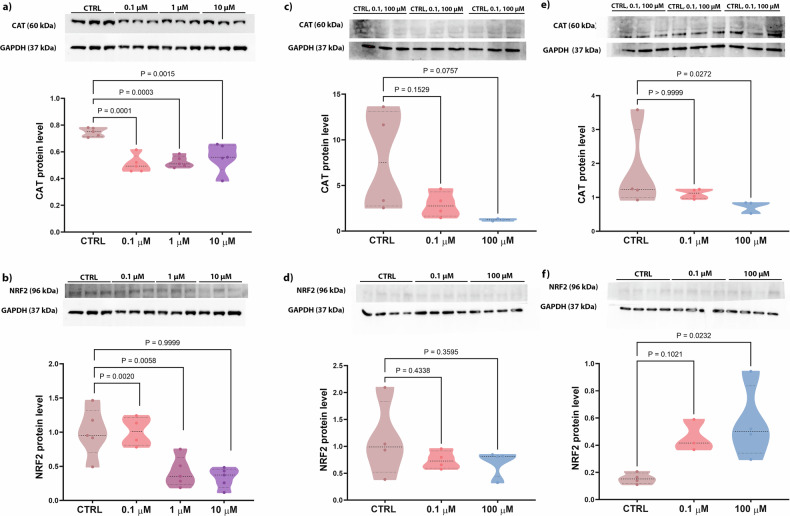 Analysis of oxidative stress markers in 2D and 3D osteoblast culture after PFOA exposure.Western blot analysis of oxidative stress marker expression, a (60 kDa) CAT and b (96 kDa) NRF2 for 2D (n = 5 biological replicates). c–e CAT levels in hFOB1.19 spheroids exposed to different PFOA concentrations for 2 days (c) and 5 days (e). NRF2 levels in hFOB1.19 spheroids exposed to different PFOA concentrations for 2 days (d) and 5 days (f) (n = 3–4 individual biological replicates). P values indicate the results of comparisons between each PFOA-treated group and the control group. Values of p < 0.05 are considered statistically significant.
