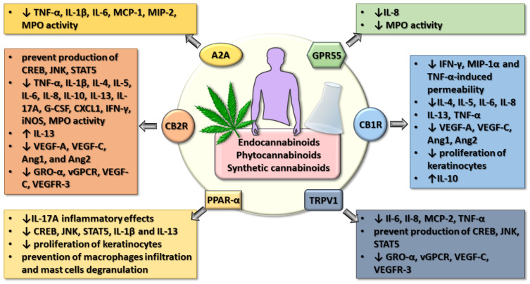 The summarization of the main effects of endocannabinoids, as well as natural and synthetic cannabinoids on several receptors promoting the decrease of inflammation in the gut-lung-skin barrier. (↓) = decrease in expression and/or concentration; (↑) = increase in expression and/or concentration.