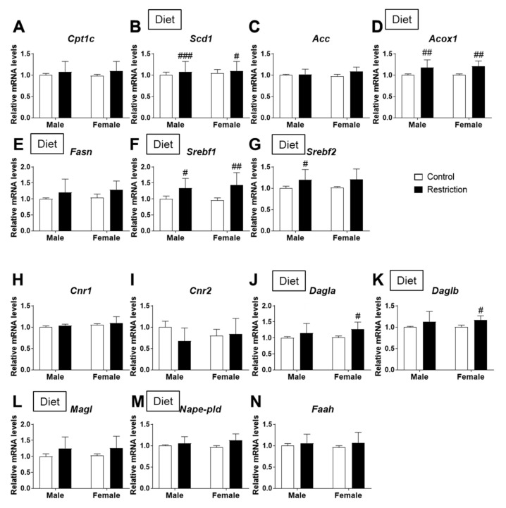 Effect of maternal caloric restriction on mRNA expression of principal genes of lipid metabolism: Cpt1a (A), Scd1 (B), Acc (C), Acox1 (D), Fasn (E), Srebf1 (F) and Srebf2 (G); and the endocannabinoid system: Cnr1 (H), Cnr2 (I), Dagla (J), Daglb (K), Magl (L), Nape-pld (M) and Faah (N) in the hypothalami of male and female offspring at postnatal day 2. Data are expressed as the mean ± S.E.M. (control male: n = 11; restriction male: n = 9; control female: n = 10; restriction female: n = 6). Tukey or single-effect analysis: #/##/### p < 0.05/0.01/0.001 vs. same-sex control group. The main results of the two-way ANOVA (effect of sex, diet and/or sex × diet interaction) are indicated above the graphs.