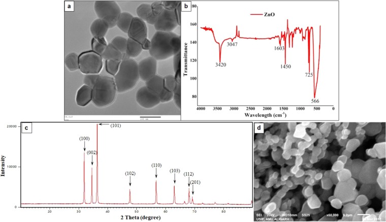 Characterization of ZnO nanoparticles. TEM (a) and SEM (d) images showing the shape and size of ZnO NPs. In FTIR spectra of ZnO nanoparticles (b), the peaks observed at 3420 and 3047 may be due to O-H bond and asymmetric stretching, respectively. Peak at 1603 may be due to O-H bending. Peaks at 725 and 566 are due to stretching mode of ZnO. XRD pattern of ZnO nanoparticles (c). Definite line broadening of XRD peaks indicates that the nanomaterial consists of particles in nanoscale range. The peaks at 31.87, 34.52, 36.35, 47.64, 56.69 and 66.47 confirm that the nanomaterial was free of impurities as it doesn’t contain any uncharacteristic peaks other than ZnO peaks.