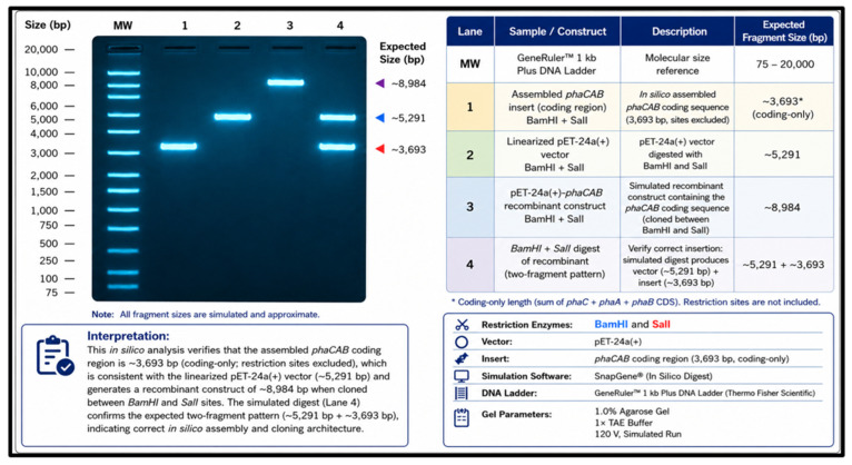 Simulated agarose-gel validation of the intermediate pET-24a(+)-phaCAB construct. Lane MW: molecular size ladder. Lane 1: coding-only phaCAB insert (approximately 3693 bp; summed stop-included CDS length, excluding primer-added restriction-site bases). Lane 2: linearised pET-24a(+) vector backbone (approximately 5291 bp). Lane 3: intact recombinant pET-24a(+)-phaCAB construct (approximately 8984 bp). Lane 4: BamHI/SalI digest of the recombinant construct, releasing the linearised vector backbone and the phaCAB insert as the expected two-fragment pattern.