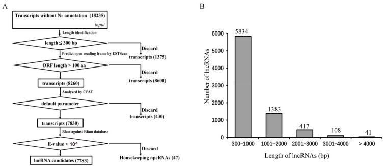 The schematic pipeline and size distribution of lncRNAs. (A) Predicted pipeline of lncRNA candidates. (B) Size distribution of lncRNA candidates.