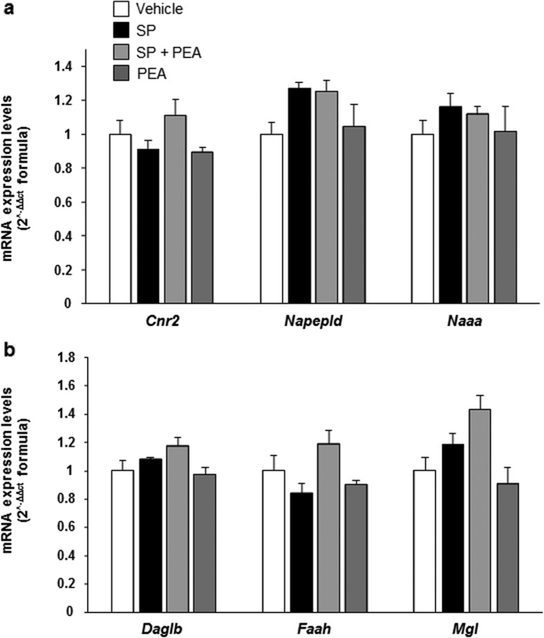 Effect of PEA on mRNA expression levels of PEA and 2-AG receptors and metabolic enzymes. Real-time qPCR analysis showing the transcript levels of a Cnr2, Napepld, and Naaa; and b Daglb, Faah, and Mgl, in RBL-2H3 cells treated with PEA (10 μM) or stimulated with SP (10 μM) in the presence or absence of PEA (10 μM), for 15 min at 37 °C in a 5% CO2 atmosphere. Each bar shows the mean ± SEM