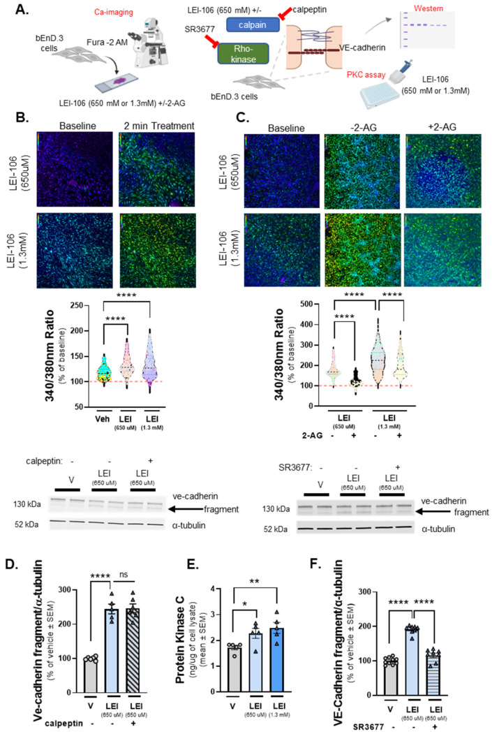 Increased intracellular calcium level and elevated PKC activity after DAGLα inhibition in bEnD.3 cells. The bEnd.3 cells plated on collagen-coated coverslips were subjected to calcium imaging with the dye Fura-2. After 2-min baseline observation in buffer, cells were treated with LEI-106 (650 µM or 1.3 mM) or vehicle (0.9% DMSO) for 2 min, followed by a subsequent 2-min washout phase. In a separate experiment, cells received buffer spiked with 2-AG (600 pmol/coverslip) during the washout phase. Images used for analysis were captured at the beginning of the treatment application and after removal of the treatment, approximately 2 min apart. In a separate experiment, protein kinase C (PKC) activity was measured by ELISA in bEnD.3 cells after LEI-106 treatment. bEnD.3 cells were treated with calpain inhibitor, calpeptin (10 µM) or Rho-kinase inhibitor, SR3677 (100 nM) 30 min prior to the application of LEI-106 (650 µM), then subjected to Western blot to detect changes in the fragmentation of VE-cadherin caused by DAGLα inhibition. (A) Schema of experimental setting. (B) Representative calcium images of bEnD.3 cells at baseline, then treated with two different doses of LEI-106 (650 µM, 1.3 mM). LEI-106 at both doses significantly increased the intracellular calcium levels compared to vehicle control (LEI-106-650 µM vs. vehicle: p < 0.0001, LEI-106-1.3 mM vs. vehicle: p < 0.0001, as assessed by one-way ANOVA with Tukey post-test, F(3,3295) = 482.1). All values are % of baseline obtained from three independent experiments using three coverslips in each. In each coverslip, 100 cells were analyzed by FIJI Image J software 1.54. **** p < 0.0001 compared to vehicle control. Red dashed line represents the baseline. (C) Representative images showing intracellular calcium levels in bEnD.3 cells treated with LEI-106 (650 µM or 1.3 mM) with or without 2-AG. The application of 2-AG significantly reduced the elevation of intracellular calcium caused by LEI-106 treatment (LEI-106-650 µM vs. LEI-106-650 µM + 2-AG: p < 0.0001, LEI-106-1.3 mM vs. LEI-106-1.3 mM + 2-AG: p < 0.0001, as assessed by one-way ANOVA with Tukey post-test, F(3,2700) = 889.9). All data are shown as % of baseline obtained from three independent experiments using three coverslips in each. In each coverslip, 100 cells were analyzed by Image J software. **** p < 0.0001 compared to vehicle control. Red dashed line represents the baseline. (D) Representative image of Western blot showing VE-cadherin expression in bEnD.3 cells treated with LEI-106 with or without calpain inhibitor, calpeptin (10 µM). α-tubulin was used as a loading control. The calpain inhibitor did not significantly change the fragmentation of VE-cadherin caused by LEI-106 treatment (LEI-106-650 µM vs. LEI-106-650 µM + calpeptin: p > 0.9999, as assessed by one-way ANOVA with Tukey post-test, F(4,20) = 84.40). All data are shown as % of vehicle-treated ± SEM (n = 5–6/condition). **** p < 0.0001, ns = non-significant. (E) The assessment of PKC activity by ELISA showed that LEI-106 treatment (15 min) significantly increased the activity level of PKC compared to vehicle control (LEI-106-650 µM vs. vehicle: * p = 0.0289, t(8) = 2.658; LEI-106-1.3 mM vs. vehicle: ** p = 0.0099, t(8) = 3.362 as assessed by unpaired t-test). Data are presented as the mean of PKC in ng/µg of cell lysate ± SEM (n = 5/group). (F) Representative image of immunoblot targeting VE-cadherin and α-tubulin as loading control in bEnD.3 cells treated with LEI-106 (650 µM) with or without Rho-kinase inhibitor, SR3677 (100 nM). The pretreatment (30 min) with Rho-kinase inhibitor significantly mitigated the fragmentation of VE-cadherin caused by LEI-106 (LEI-106-650 µM vs. LEI-106-650 µM + SR3677: p < 0.0001, as assessed by one-way ANOVA with Tukey post-test, F(2,23) = 110.3). All data are shown as % of vehicle-treated ± SEM (n = 8–10/condition). **** p < 0.0001, compared to the LEI-106 (650 µM) treatment.