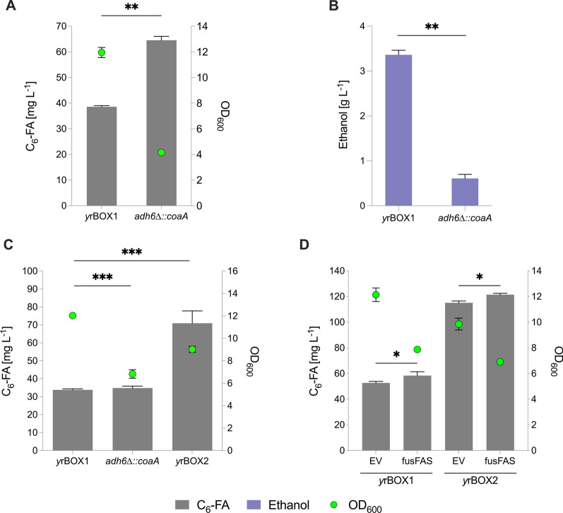 Increasing CoA biosynthesis for hexanoic acid production in S. cerevisiae. A C6-FA production and growth (OD600) after 96 h following integration and overexpression of an E. coli-derived pantothenate kinase (coaAEc) in the ADH6 locus (KSY23; adh6∆::coaA) compared to parent strain (yrBOX1). B Ethanol production in adh6∆::coaA strain after 96 h. C C6-FA production and growth (OD600) after 48 h following integration of coaAEc in the leu2-3,112 locus (yrBOX2) or in the ADH6 locus (KSY23; adh6∆::coaA) compared to parent strain (yrBOX1). D C6-FA production and growth (OD600) after 96 h following overexpression of fusFASIAGSMWFY construct (ALSV11) in yrBOX1 and yrBOX2 strain with pRS41H as an EV control. CoA—coenzyme A; C6-FA—hexanoic acid; OD600—optical density at 600 nm; fusFAS—mutant fused fatty acid synthase; EV—empty vector. Data represent mean ± s.d.; A, B n = 2 biologically independent samples C, D n = 3 biologically independent samples. Statistical analysis was performed using the two-tailed unpaired t-test. p > 0.05 = ns (not significant); p < 0.05 = *; p < 0.01 = **; p < 0.001 = ***; p < 0.0001 = ****