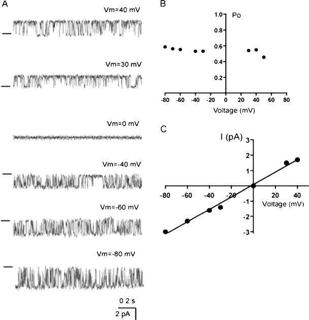 Voltage dependency of the IKCa channel. a Representative recordings out of three independent experiments showing the single IKCa channel activity at different voltages in patch containing one active channel in outside-out configuration in symmetrical K+ and free [Ca2+] in the pipette 10 μM. Bars from the left indicate the closed state of the channel. b Voltage dependency of Po presented in a. c Current–voltage relationship of IKCa in symmetrical K+ condition