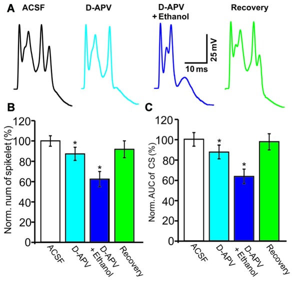 The ethanol-induced inhibition of CS activity is persistent in the presence of an N-methyl-D-aspartate receptors (NMDAR) blocker. (A) Representative traces showing the properties of the CS-evoked inward currents in the presence of ACSF, D-(-)-2-Amino-5-phosphonopentanoic Acid (D-APV; 250 μM) or a mixture of D-APV + ethanol (300 mM), and recovery. (B,C) Bar graphs showing the effect of ethanol on the spikelet number of CSs (B) and the AUC of CSs in the presence of ACSF, D-APV (250 μM) or a mixture of D-APV (50 μM) + ethanol, and recovery. n = 6 cells per group. *P < 0.05, vs. ACSF.
