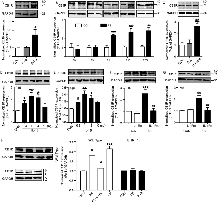 Long-term upregulation of CB1R signaling after prolonged FS.(A) Representative Western blots of CB1R protein from hippocampi after simple or prolonged FS. (B) Representative Western of CB1R at different times after prolonged FS, while GAPDH was used as loading control. (C) Representative Western blots of CB1R from human samples, while GAPDH was used as loading control (three experiments; n = 3 to 5, **P < 0.01 compared to control group, ##P < 0.01 compared to TLE group). (D) and (E), Representative Western blots of CB1R protein and the internal control (GAPDH) from hippocampi of rats on P15 (D) and P55 (E) after the treatment of IL-1β (0.3, 1, 3 and 10 ng). (F) and (G), Representative Western blots and pooled data for CB1R protein and the internal control (GAPDH) from hippocampi of rats at P15 (F) and P55 (G) after prolonged FS with or without IL-1Ra treatment. H, Representative Western blots of CB1R protein from hippocampi of wild-type and IL-1R1−/− mice. One-Way ANOVA with Turkey’s post-hoc test for multiple groups. Error bars indicate S.E.M.