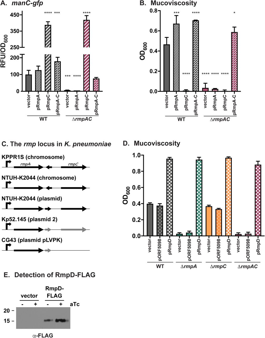 RmpD is required for HMV. Following transformation of the ΔrmpAC mutant with pRmpA, pRmpC, or pRmpA-C, manC expression (A), and mucosviscosity (B) were assayed as described in Materials and Methods. (C) Schematic of rmp loci from several hvKp strains. Black genes, annotated ORFs in NCBI; gray genes, annotated ORFs in Geneious Prime 2019 software. (D) Effect on mucoviscosity of trans expression of pORF5098 or pRmpD in WT, ΔrmpA, ΔrmpC and ΔrmpA-C strains. (E) Western blot analysis of whole cell extracts from WT carrying pRmpD-2xFLAG probed with a-FLAG. In (A) and (B), one-way ANOVA with Dunnett’s multiple comparison test was performed using WT with vector as the reference; ****, p ≥ 0.0001; ***, p ≥ 0.001; *, p ≥ 0.05. Data for all but (C) were obtained after 6 h induction of plasmid-borne rmp genes.