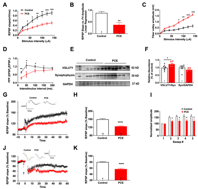 PCE impairs hippocampal basal glutamatergic synaptic transmission and plasticity. (A) Input–output curve of fEPSP slope at increasing stimulus intensities showed a significant decrease in basal synaptic transmission in PCE animals. (GABA blockers were not added in our stimulus-response experiments.) (B) Slope of the linear regression line of best fit from plotting fEPSP slope vs. FV amplitude showed a significant decrease in the basal synaptic transmission in the PCE animals. (C) Fiber volley (FV) amplitude at increasing stimulus intensities showed a significant increase, indicating an increase in presynaptic axonal recruitment in PCE animals. (D) Paired-pulse ratio (PPR) expressed in ratio of the fEPSP2 to the fEPSP1 slope plotted as a function of interstimulus interval showed a significant increase in the presynaptic release in PCE animals. (E,F) Western blot data showed significant increase in VGLUT1 levels in PCE animals, and no significant difference in synaptophysin (Syn) levels between control and PCE animals. (G) Long-term potentiation (LTP) graph showing fEPSP slope before and after induction. Mean slope of fEPSPs recorded 10 min prior to theta burst stimulation (TBS) was taken as 100%, and arrow indicates delivery of TBS. fEPSP slope showed a decrease in the PCE animals post TBS. (H) LTP bar graph showing fEPSPs recorded for 60 min following TBS induction normalized to baselines levels showed a significant decrease in PCE animals. (I) Facilitation of the first fEPSP between trains computed by normalizing the amplitudes of the first fEPSPs for trains #2-5 with the amplitude of first fEPSP of the first train; sweep analysis showed a significant decrease in PCE animals. (J) Long-term depression (LTD) graph represents fEPSP slope before and after induction by low-frequency stimulation (LFS). Mean slope of fEPSPs recorded 10 min prior to TBS was taken as 100%, and arrow indicates delivery of LFS; fEPSP slope showed a decrease in the fEPSP slope in the PCE animals. (K) LTD bar graph shows fEPSPs recorded for 50–60 min following LFS induction normalized to baselines levels showed a significantly elevated levels of LTD in the PCE animals. Symbols represent means ± SEMs. ns, nonsignificant; * indicates significant difference in control vs. PCE; * p < 0.05, ** p < 0.01; *** p < 0.001, **** p< 0.0001.