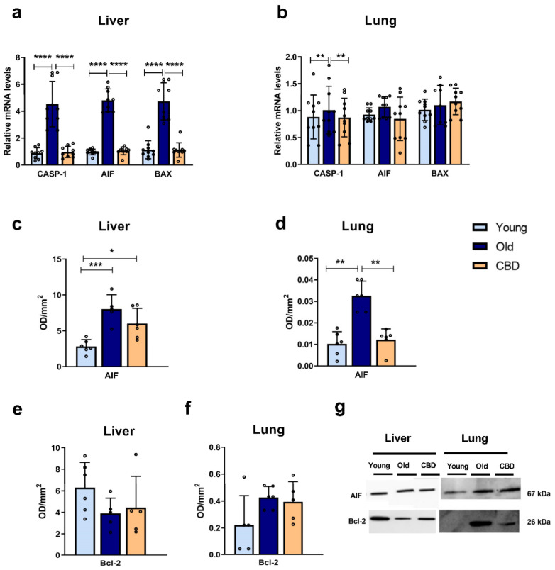Expression of apoptosis markers. (a) mRNA expression of CASP-1, AIF and BAX in liver samples; (b) mRNA expression of CASP-1, AIF and BAX in lung samples; (c) Protein expression of AIF in liver samples; (d) Protein expression of AIF in lung samples; (e) Protein expression of Bcl-2 in liver samples; (f) Protein expression of Bcl-2 in lung samples; (g) Representative images of the Western blotting results of the different proteins studied. Data represent the mean ± SD. Individual data points are also shown. Light blue bars represent the young group, dark blue bars represent the old group and the yellow bar represents the group of old animals treated with CBD. For the mRNA expression, n = 10 rats per experimental group; for protein expression, n = 6 rats per experimental group. * p < 0.05; ** p < 0.01; *** p < 0.001; **** p < 0.0001.
