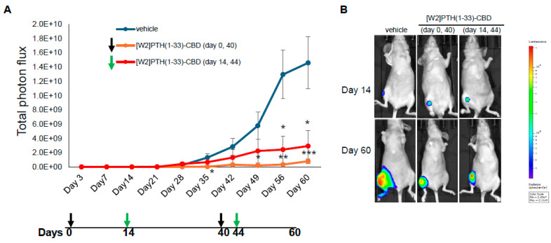 Inhibition of breast tumor growth in bone by [W2]PTH 1-33 CBD: Intra-iliac artery injection of tumor cells. Nude mice n = 5/group were administered vehicle (group 1) or 1000 µg/kg on days 0 and 40 (group 2), and Group 3 was administered [W2]PTH(1-33)-CBD 1000 µg/kg on days 14 and 44. On day 1, MDA-MB-231-BM/luc+ cells (2.5 × 105) were injected into the iliac artery to selectively seed cancer cells into the hind limb bones of mice. (A) MDA-MB-231-BM/luc+ tumor growth in the hindlimb was quantitated by bioluminescence. (B) Representative BLI images taken on day 14 and day 60 were shown. BLSI is depicted using a color scale (right), where blue indicates low and red indicates high radiance levels (photons/sec/cm2/sr). All values shown are mean ± SEM. * p < 0.05, ** p < 0.01, *** p < 0.001 compared to vehicle.