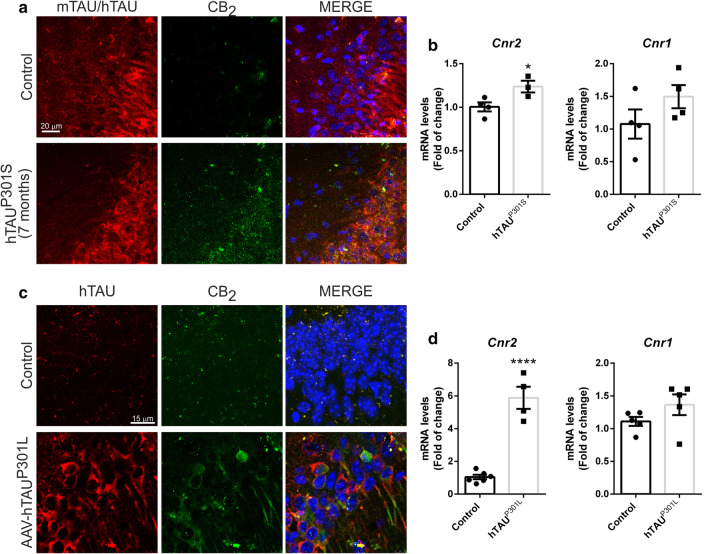 Increased CB2 expression is an early event in tauopathies. Analysis of 7 months old hTAUP301S transgenic mice. a Neuronal location of the CB2 receptor in the hippocampus (CA2) of 7 months old hTAUP301S transgenic mice. Immunofluorescence with anti-mTAU (wild type mice) or anti-hTAU (transgenic mice) (red), anti-CB2 (green), and nuclear staining with DAPI (blue). b Quantification of Cnr2 and Cnr1 mRNA levels, n = 4 samples ± SEM. The data has been processed with Student's t-test analysis to determine the significance of the changes. The asterisks represent the difference in significance * p < 0.05. c Neuronal location of the CB2 receptor in the hippocampus (CA2) in the AAV-hTAUP301L mouse model. Immunofluorescence with anti-hTAU (red), anti-CB2 (green), and nuclear staining with DAPI (blue). d Analysis of wild type mice injected into the ipsilateral hippocampus with the AAV-hTAUP301L vector for 3 weeks. Quantification of Cnr2 and Cnr1 mRNA levels, n = 4–6 samples ± SEM. The data has been processed with Student's t-test analysis to determine the significance of the changes. The asterisks represent the difference in significance **** p < 0.0001