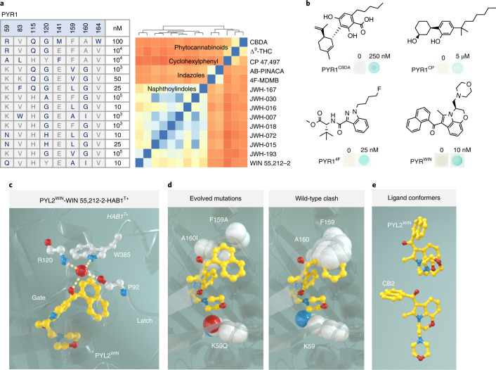 Sequence and structural basis of ligand recognition by evolved PYR1 sensors.a, Sequence diversity of cannabinoid receptor ligand-binding pocket residues (mutant residues are shown in bold type). The minimal ligand concentrations required for Y2H signal generation are indicated at right (Supplementary Fig. 2 shows full data, including mutations outside the pocket). The heatmap shows the ligands screened clustered by their pairwise Tanimoto distance scores calculated using ChemMine33; blue indicates high similarity, and orange has lower similarity. b, Representative optimized sensor Y2H β-galactosidase responses to the ligands indicated; PYR1CBDA was evolved for recognition of CBDA, PYR1CP for CP 47,497, PYR14F for 4F-MDMB and PYR1WIN for WIN 55,212-2. c–e, Structural basis for cannabinoid recognition. c, WIN is colored yellow, and key ligand-contacting residues are indicated with dashes. The Trp-lock water network that stabilizes binding is shown at top. d, Relief of steric clash by the evolved receptor. e, Structural poses of WIN in PYL2-bound (top) and CB2-bound (bottom, 6PT0) structures.