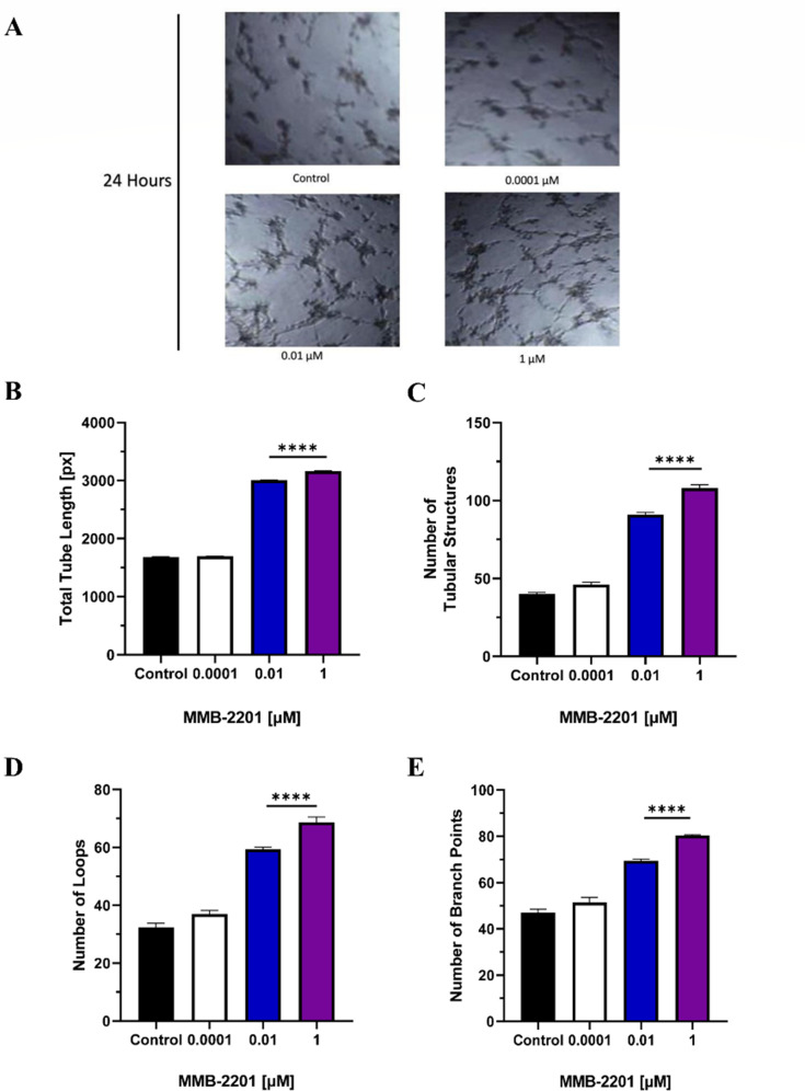 The formation of angiogenic tubular structures was induced in endothelial cells after treatment with the synthetic cannabinoid MMB-2201. A total of 20,000 HBEC-5i cells were seeded in a pre-cooled 96-well plate coated with basement membrane extract. (A) Microscopic images captured 24 h after treatment with MMB-2201 illustrate the development of tubular structures. A quantitative analysis of the angiogenic parameters was conducted, including (B) total tube length, (C) the number of tubular structures, (D) the number of loops, and (E) the number of branches. A significant increase was observed at concentrations of 0.01 µM and 1 µM of MMB-2201. Data are presented as mean ± SEM (n = 3). (****) indicates p < 0.0001
