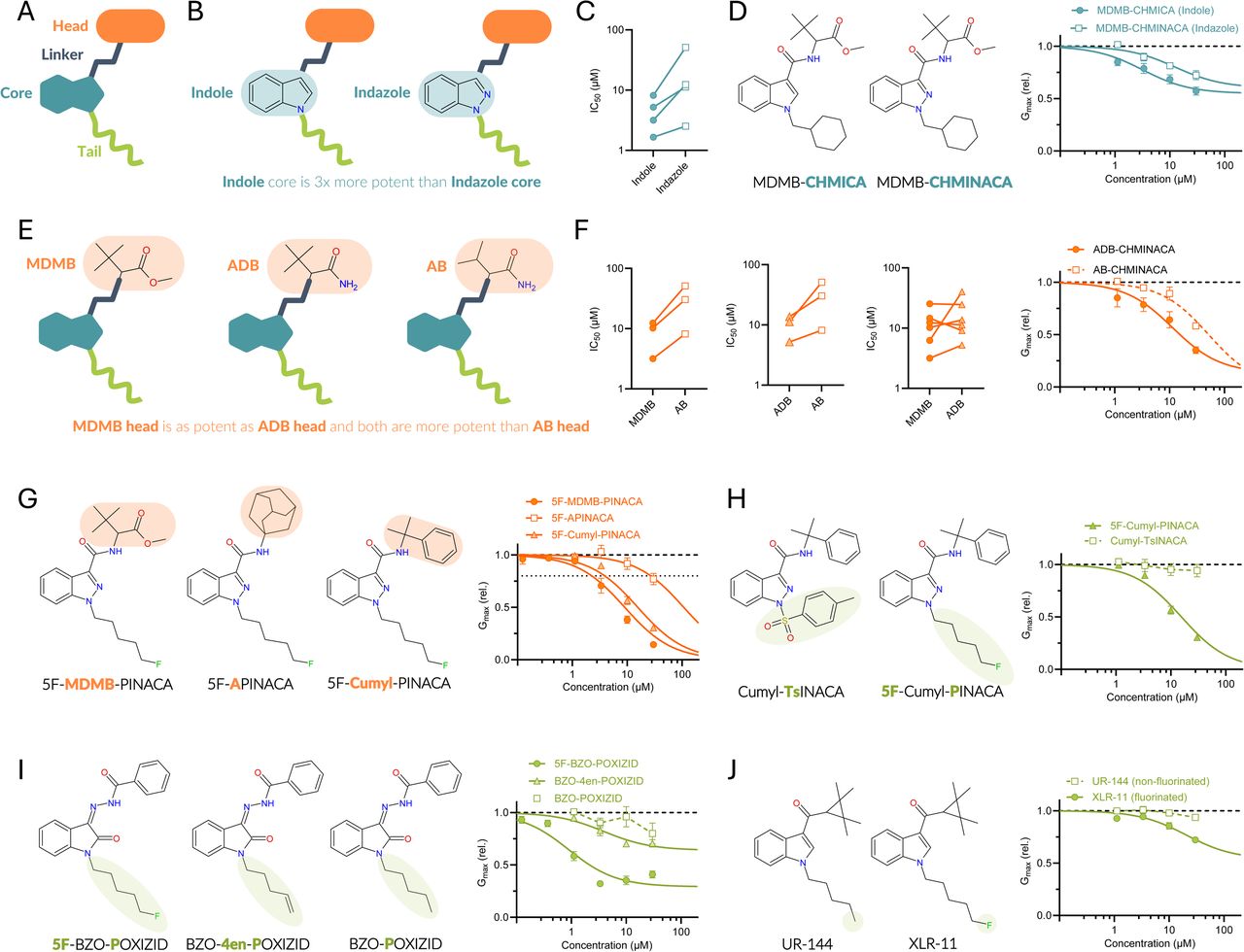 Chemical modifications to the SCRA building blocks impact hERG effects.(A) Schematic illustration of the four key building blocks of SCRAs colour coded as in subsequent illustrations. (B) Schematic illustration of SCRAs with indole and indazole cores, together with outcome of SAR analysis for hERG potency (C). (D) Example of impact of core moiety for hERG inhibition showcased by MDMB-CHMICA and MDMB-CHMINACA. n = 4-5. (E) Schematic illustration of SCRAs with indicated heads, together with outcome of SAR analysis for hERG potency (F) and example of impact of head moiety showcased by ADB-CHMINACA and AB-CHMINACA for hERG inhibition. n = 4. (G) Molecular structures of three SCRAs with 5F-PINACA scaffolds and variable head groups, and concentration-response relationships for indicated SCRAs on hERG inhibition. n = 4-17. (H) Molecular structures of two SCRAs with Cumyl-INACA scaffolds and variable tails, and concentration-response relationships for indicated SCRAs on hERG inhibition. n = 4-7. (I) Molecular structures of three SCRAs with BZO-OXIZID scaffolds and variable tails, and concentration-response relationships for indicated SCRAs on hERG inhibition. n = 5-12. (J) Molecular structures of two SCRAs with variable tails, and concentration-response relationships for indicated SCRAs on hERG inhibition. n = 4-10. All average data are shown as mean ± SEM. Small error bars are covered by symbols. Best fits as in SI Table II.