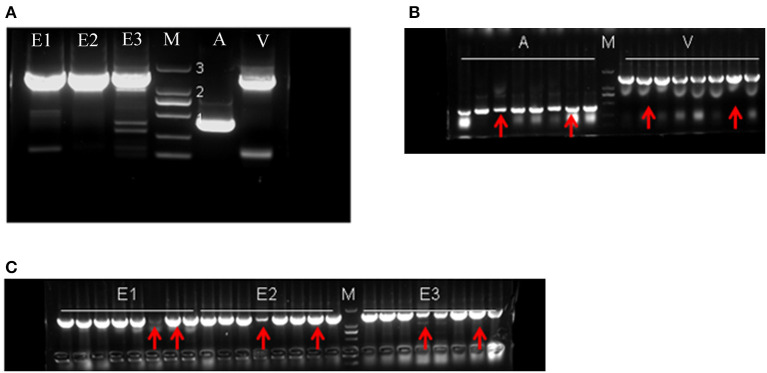 The electropherogram of gene cloning. (A) Result of PCR amplification. (B,C) PCR results for the recombinant vectors; the red arrows indicate the positive clones sent for sequencing. E1: edestin1; E2: edestin2; E3: edestin3; A: 2S albumin; V: 7S vicilin-like protein. Numbers 1, 2, and 3 indicate DNA marker bands, representing 500, 1,000, and 2,000 bp, respectively.