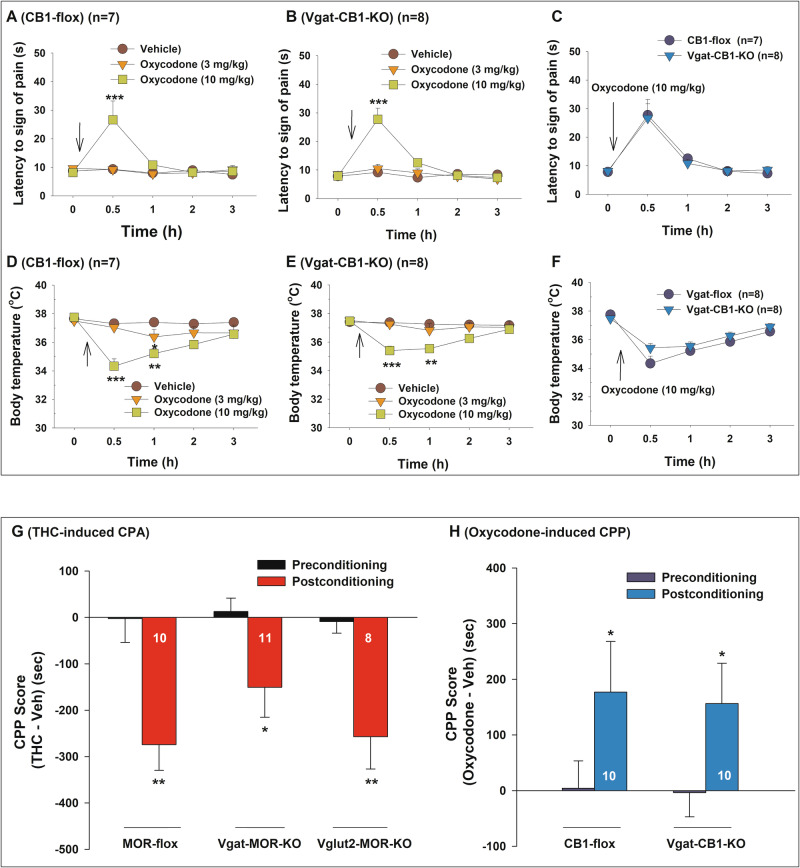 Effects of conditional CB1R or MOR knockout on oxycodone-induced analgesia and hypothermia, as well as the CPP/CPA response to Δ9-THC or oxycodone.A–B Dose-dependent effects of oxycodone (0, 3, 10 mg/kg, i.p.) on hot-plate analgesia in CB1-flox (A) and Vgat-CB1-KO (B) mice. C Analgesic effects of 10 mg/kg oxycodone across the two genotypes, showing no significant genotype differences in opioid-induced analgesia. D–E Dose-dependent effects of oxycodone (0, 3, 10 mg/kg, i.p.) on body temperature in CB1-flox (D) and Vgat-CB1-KO (E) mice. F Hypothermic effects of 10 mg/kg oxycodone across the two genotypes, showing no significant genotype differences in opioid-induced hypothermia. G Δ9-THC (5 mg/kg, i.p., for 4 days of conditioning) produced significant CPA in MOR-flox, Vgat-MOR-KO, and Vglut2-MOR-KO mice. H Oxycodone (3 mg/kg, i.p., for 5 days of conditioning) produced a similar CPP response in both CB1-flox control and Vgat-CB1-KO mice. *p < 0.05, **p < 0.01, compared to preconditioning. n = 7 CB1-flox mice and 8 Vgat-CB1-KO mice for catalepsy/analgesia experiments (A–F). n = 8–11 mice for conditioned place preference experiments (G, H, see numbers on bars).
