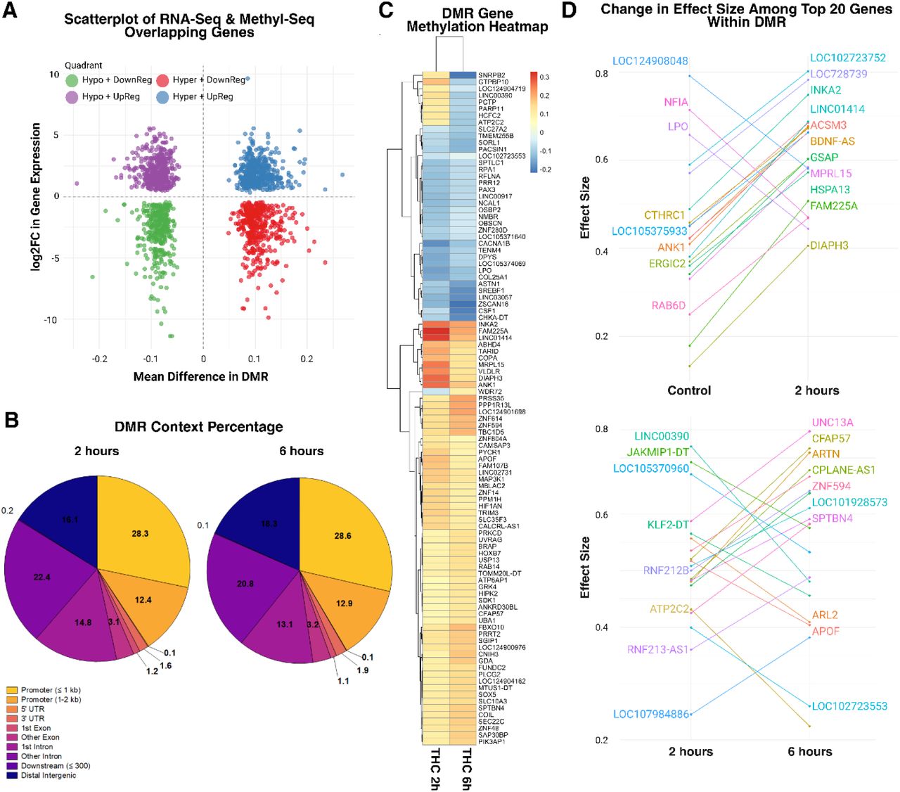 Graphical representation of significant differentially methylated regions, overlap with RNA-Seq results, and gene-level result(A) Overlap in effect size and direction between overlapping genes in methyl-seq and RNA-seq analyses. (B) Description of gene context among differentially methylated regions (DMRs) in 2 hour and 6 hour conditions, respectively. (C) Heatmap of differential methylation, compared to controls, among top 100 genes in significantly differentially methylated regions overlapping across the 2 and 6 hour conditions. (D) Top panel: Largest effect size changes among the top 20 genes mapped to significantly differentially methylated regions. Bottom panel: Largest effect size changes among the top 20 genes mapped to significantly differentially methylated regions that overlapped between 2 and 6 hour conditions.