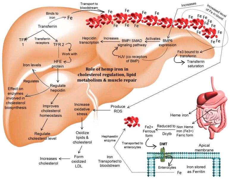 Hemp iron plays a role in muscle regeneration, lipid metabolism, and cholesterol management. Iron from hemp seeds that is coupled to transferrin and carried into the bloodstream raises BMP6 expression, which in turn triggers the BMP/SMAD signaling pathway, which ultimately triggers the transcription of hepcidin. Among the transferrin receptors, TFR1 and TFR2, which are coupled to iron, TFR2 regulates hepcidin by working with the HFE protein. This enhances cholesterol homeostasis, which further controls cholesterol levels and promotes the best possible muscle health and repair. At the same time, TFR 2 influences the enzymes involved in the manufacturing of cholesterol and controls the ideal amounts of iron (by author Avinash Kumar, 2025).