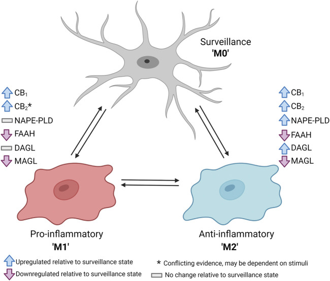 Schematic summary of changes in the components of the endocannabinoid system upon dynamic shift from unreactive or surveillance (M0) phenotype to a pro-inflammatory (M1) or anti-inflammatory (M2) phenotype. Data derived primarily from Maresz et al. (2005), Mecha et al. (2015), and Navarro et al. (2018). Figure created with BioRender.