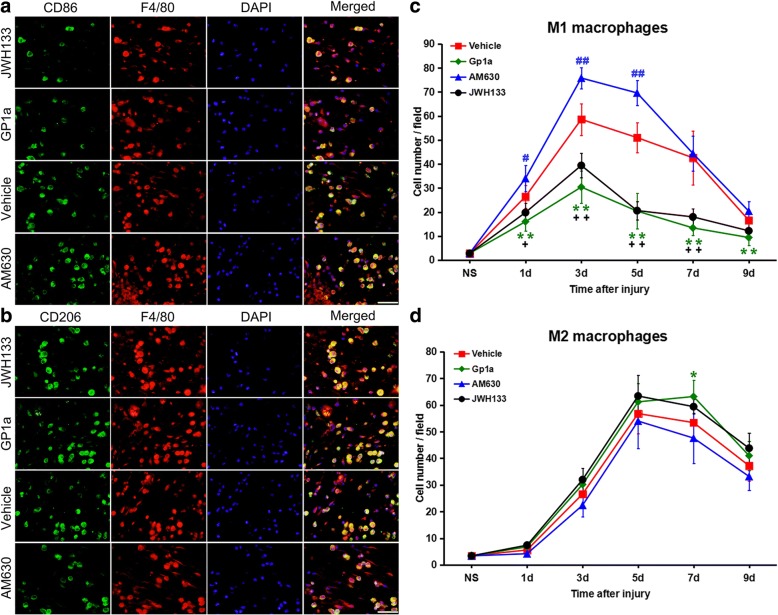Macrophages infiltration alteration after JWH133, GP1a or AM630 treatment. a and b Representative immunofluorescence stains of M1 macrophages (CD86 green color; F4/80 red color; nuclei blue color) and M2 macrophages (CD206 green color; F4/80 red color; nuclei blue color) in the wound zone at 5 days post-injury. Scale bar = 50 μm. c and d Cell counting changes of M1 and M2 macrophage after JWH133, GP1a or AM630 treatment. + P < 0.05, ++ P < 0.01, JWH133 versus vehicle; * P < 0.05, ** P < 0.01, GP1a versus vehicle; # P < 0.05, ## P < 0.01, AM630 versus vehicle