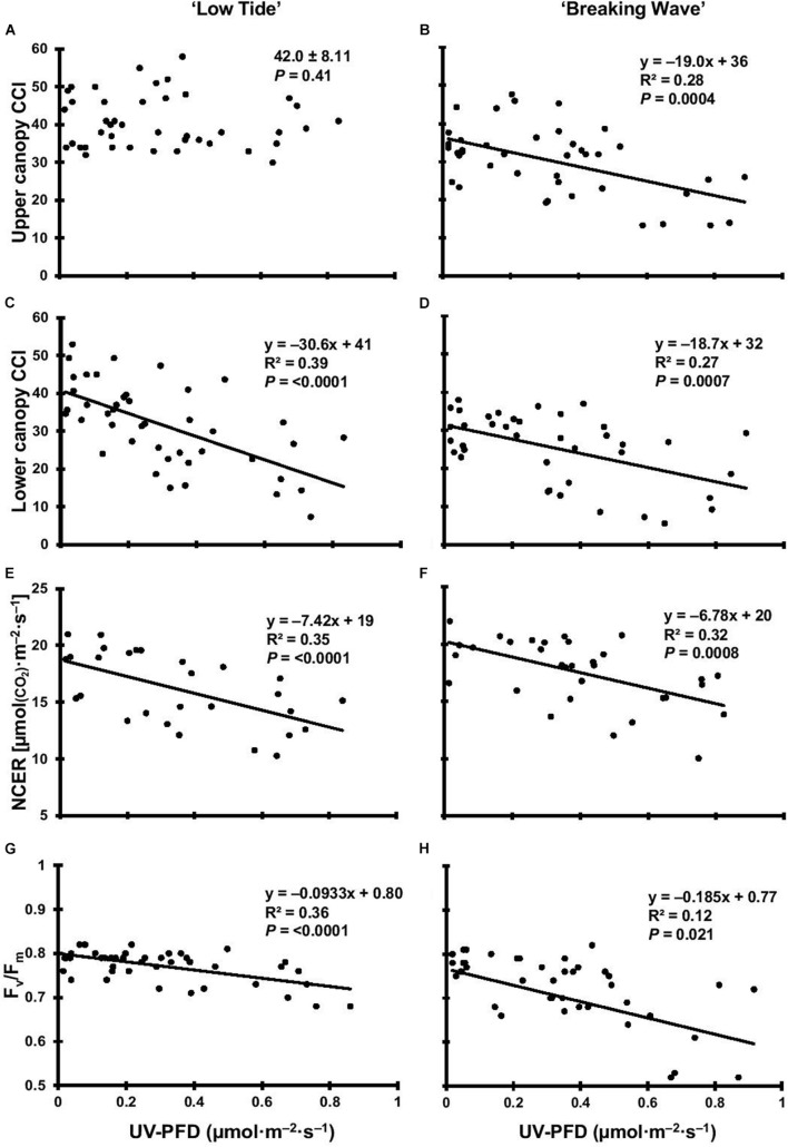 The upper canopy leaf chlorophyll content index (CCI) of Cannabis sativa ‘Low Tide’ (A) and ‘Breaking Wave’ (B), the lower canopy leaf CCI of ‘Low Tide’ (C) and ‘Breaking Wave’ (D), the net CO2 exchange rate (NCER) of ‘Low Tide’ (E) and ‘Breaking Wave’ (F), and the Fv/Fm of ‘Low Tide’ (G) and ‘Breaking Wave’ (H) in response to increasing UV-PFD. Each datum is a single plant.