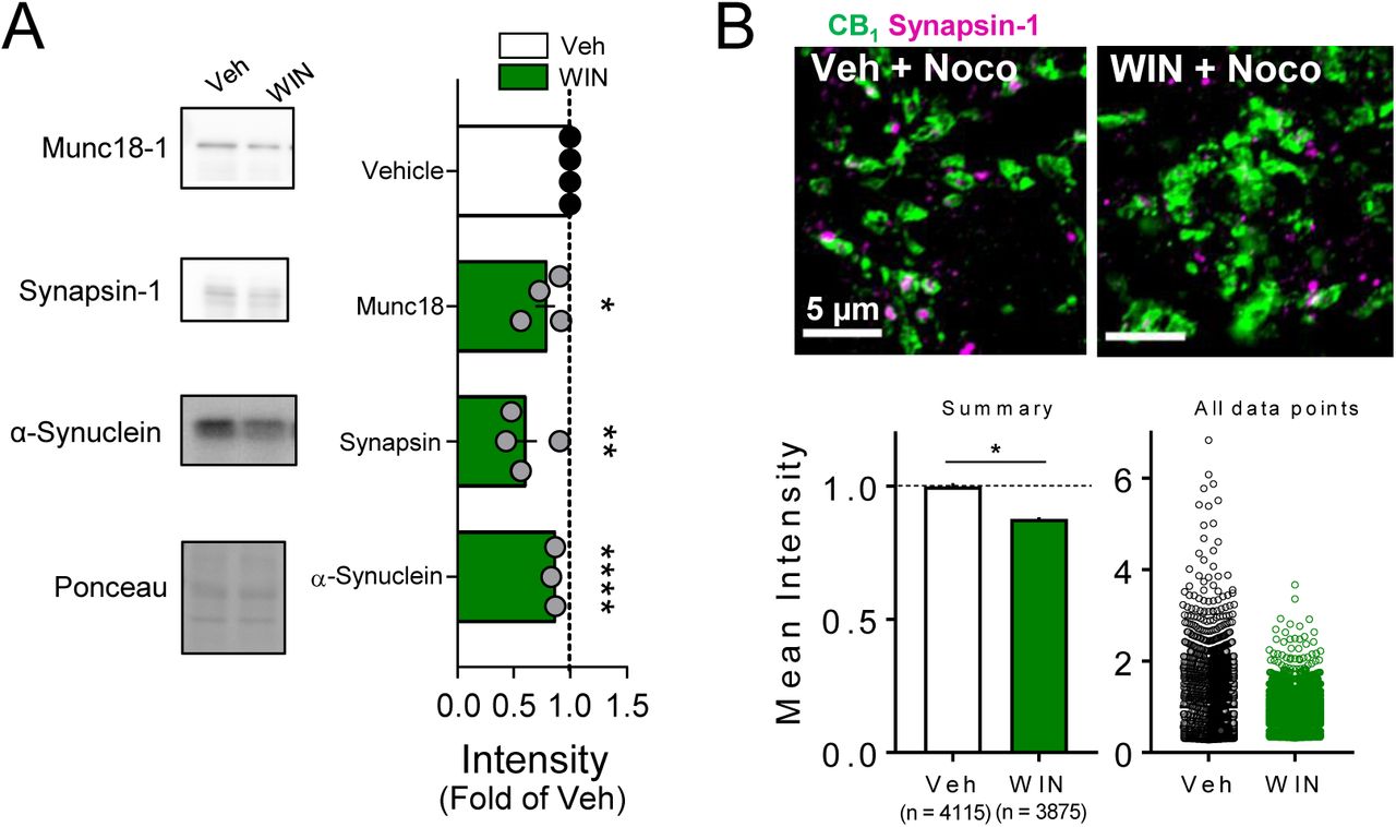 Presynaptic proteins are rapidly reduced following CB1 activationA. Left, representative Western blot images of staining for presynaptic proteins Munc18-1, Synapsin-1, and α-Synuclein and Ponceau loading control in vehicle vs. WIN treated hippocampal cultures (5 µM, 25 min). Right, quantification of 3 experimental replicates normalized to Vehicle revealed a decrease in all 3 proteins consistent with SILAC. Munc18-1: 0.78 ± 0.09, p < 0.05; Synapsin-1: 0.60 ± 0.11, p < 0.01; α-Synuclein: 0.86 ± 0.01, p < 0.0001, unpaired t-test, n = number of cultures.B. Top, Airyscan confocal representative images of CB1+ boutons in acute hippocampal slices in CA1 pyramidal layer showing colocalization of CB1+ boutons (green) and Synapsin-1 (magenta). Bottom left, Summary plot (Mean ± S.E.M.) of the mean intensity of Synapsin-1 puncta within CB1+ boutons normalized to control was significantly diminished by WIN application (5 µM, 25 min). Control: 1.0 ± 0.01, WIN: 0.87 ± 0.006, Z = −2.70, p < 0.05, Mann-Whitney test, n = number of puncta analyzed (∼2 images/slice, 3 slices/rat, 4 rats/condition). Bottom right, plot showing distribution of all data points included in analysis.