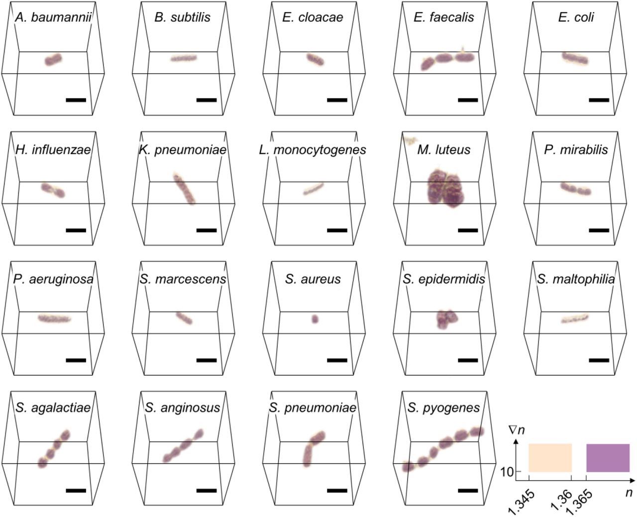 Three-dimensional refractive index tomograms of bacterial bloodstream infection pathogens.Representative tomograms addressed in out study are rendenred in three dimension. Each tomogram represents an individual species of bacterial pathogens. Scalebar = 2μm