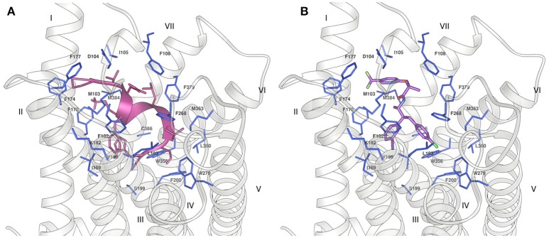 Binding of (A) Pepcan-9 (pink) and (B) taranabant (purple) to the CB1 receptor (grey ribbon) (PDB code 5U09). The residues of the receptor in close proximity to the ligand are displayed as blue sticks.