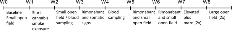 Timeline of experimental procedures in experiment 1.Abbreviation: W, week.
