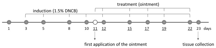 Experimental protocol for the induction of dermatitis by the application of 2,4-dinitrochlorobenzene (DNCB) and treatment with the Cannabis sativa L. extract (eCBD) ointment containing cannabidiol in rats. The 2,4-dinitrochlorobenzene (DNCB) solution was administered 9 times over a period of 3 weeks, and the tested ointments containing 2% cannabidiol (eCBD/vasel), hydrocortisone 1% (hydro/vasel), or vehicle–Vaseline (vasel) were applied beginning on day 11. The days on which the tested ointments were applied are underlined. The control group consisted of animals without inflammation.