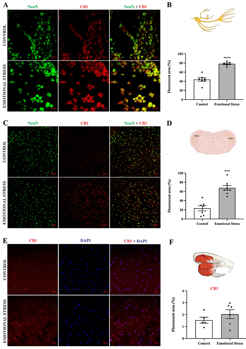 Effect of emotional stress on CB1 expression in trigeminal ganglia (TG), spinal trigeminal nucleus caudalis (Sp5C), and masseter muscle. Confocal photomicrography of TG (A), Sp5C (C), and masseter (E). Panels A and C: NeuN (neuronal marker), green; CB1, red; merge, yellow. Panel E: CB1, red; DAPI, blue; merge, magenta. Magnification: 200×; scale bar: 50 µm. Quantification of the fluorescent areas of CB1 expression in TG (B), in Sp5C (D), and in masseter muscle (F). Data are reported as means±SE. ***P<0.001, ****P<0.0001; unpaired t-test.