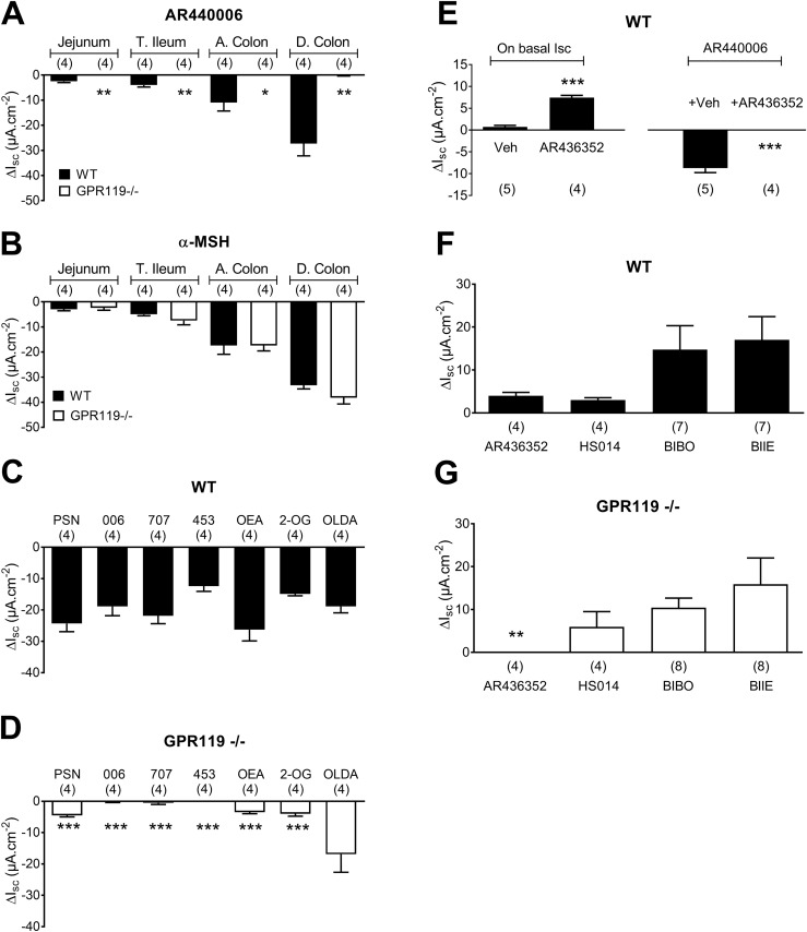 Selectivity of small molecule agonists compared with three lipids in WT and GPR119−/− intestinal and colonic mucosae. (A) Regional variation of responses to the water soluble GPR119 agonist, AR440006 (1 µM; bl), in WT and GPR119−/− jejunum, terminal ileum (T. Ileum), ascending colon (A. colon), and descending colon (D. colon) mucosae. (B) Regional variation of α-MSH (1 µM; bl) responses in intestinal mucosae from WT and GPR119−/− mice. Responses to maximally effective concentrations of the small molecule GPR119 agonists, PSN632408 (PSN; 10 µM), AR440006 (006; 1 µM), AR435707 (707; 100 nM), and AR231453 (453; 10 nM), or the lipids, OEA (10 µM), 2-OG (30 µM), and OLDA (30 µM), each added apically in (C) WT or (D) GPR119−/−-descending colon mucosa. (E) Endogenous GPR119 tone was revealed by the GPR119 antagonist AR436352 (10 µM; ap) that then abolished subsequent AR440006 (1 µM; ap) responses. (F) GPR119 antagonist AR436352 (1 µM; bl), the MC4 antagonist HS014 (30 nM; bl), Y1 antagonist BIBO3304 (300 nM BIBO; bl), or Y2 antagonist BIIE0246 (1 µM BIIE; bl) revealed tonic activities in WT colonic mucosa, but (G) only GPR119 tone was absent from GPR119−/− mucosa. Values are the means ± 1 SEM with statistical differences as shown: *P < 0.05, **P < 0.01, and ***P < 0.001 (Student t test), comparing responses in WT and GPR119−/− tissues.