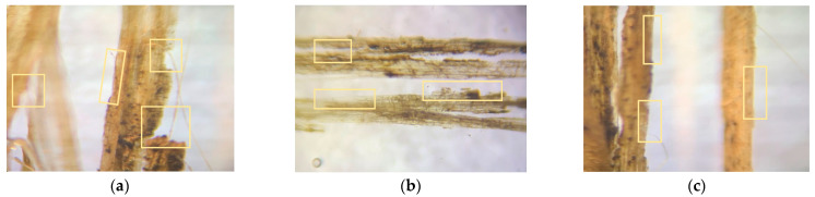 Microscopic images for untreated noil hemp (a), noil flax (b) fibers with microcracks, treated noil hemp (c), noil flax(d) fibers without microcracks, untreated noil hemp (e) with kink band-treated noil hemp, and (f) without kink bands.