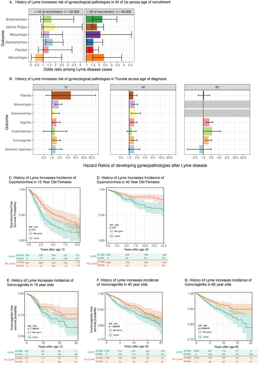 Age dependence in humans.A. Comparing individuals in All of Us recruited below age 45 versus those recruited above age 60, there is a trend toward elevated EHR-recorded gynecological pathologies among participants recruited at an older age. B. This effect was consistent with our tests of age dependence in Truveta, where baseline ages of 15, 40, and 65 showed similar trends for a broad range of gynecological pathologies. Note that incidence of menorrhagia and dysmenorrhea was not tested in individuals over 65 years of age due to diagnostic criteria. C. Kaplan-Meier curve showing survival time varies in an LD-dependent fashion and that LD elevates risk of dysmenorrhea in individuals with a baseline time starting at age 15. D. Kaplan-Meier curve showing survival time varies in an LD-dependent fashion and that LD elevates risk of dysmenorrhea in individuals with a baseline time starting at age 40. E. Kaplan-Meier curve showing survival time varies in an LD-dependent fashion and that LD elevates risk of vulvovaginitis in individuals with a baseline time starting at age 15. F. Kaplan-Meier curve showing survival time varies in an LD-dependent fashion and that LD elevates risk of vulvovaginitis in individuals with a baseline time starting at age 40. G. Kaplan-Meier curve showing survival time varies in an LD-dependent fashion and that LD elevates risk of vulvovaginitis in individuals with a baseline time starting at age 65.