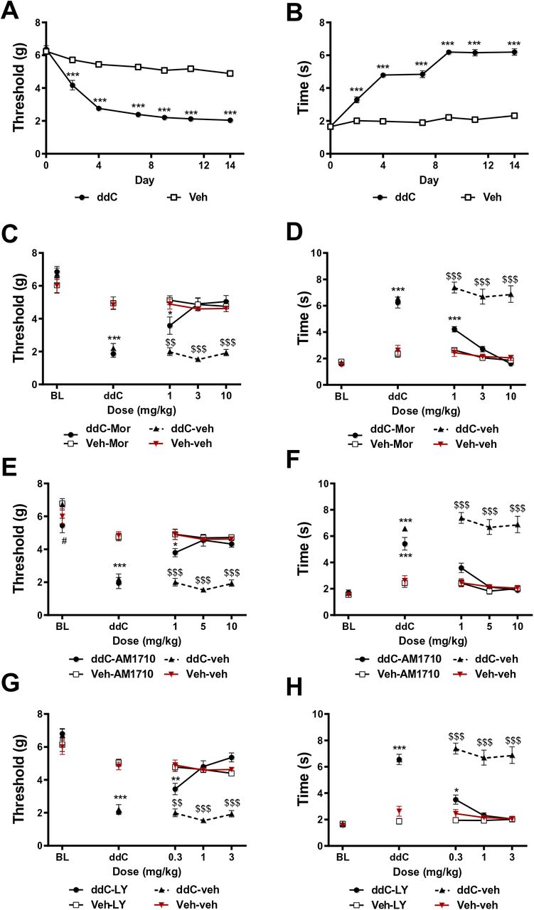Morphine, AM1710, and LY2828360 alleviate ddC-evoked mechanical and cold allodynia.ddC induces mechanical and cold hypersensitivity. Mice treated with ddC displayed mechanical (p<0.001 for all time points, A) and cold (p<0.001 for all time points, B) allodynia on days 2-14 following onset of ddC treatments. Significant effects of ddC treatment (mechanical: F1,44 = 386.3, p<0.0001; cold: F1,44 = 541.6, p<0.0001), time (mechanical: F6,44 = 94.68, p<0.0001; cold: F6,44 = 121, p<0.0001) and ddC x time interaction (mechanical: F6,44 = 31.26, p<0.0001; cold: F6,44 = 80.17, p<0.0001) were observed. N=23 per group. Morphine (A, B), AM1710 (C, D), and LY2828360 (E, F) suppress mechanical and cold allodynia induced by ddC treatment without altering responding in mice not treated with ddC. Morphine: main effects of treatment group (mechanical: F3,18 = 31.59, p<0.0001; cold: F3,18 = 89.55, p<0.0001), dose (mechanical: F4,18 = 56.66, p<0.0001; cold: F4,18 = 80.45, p<0.0001) and treatment x dose interaction (mechanical: F12,18 = 11.51, p<0.0001; cold: F12,18 = 26.57, p<0.0001); AM1710: main effects of treatment group (mechanical: F3,18 = 57.32, p<0.0001; cold: F3,18 = 79.81, p<0.0001), dose (mechanical: F4,18 = 73.81, p<0.0001; cold: F4,18 = 60.14, p<0.0001) and treatment x dose interaction (mechanical: F12,18 = 11.45, p<0.0001; cold: F12,18 = 18.55, p<0.0001); LY2828360: main effects of treatment group (mechanical: F3,19 = 57.44, p<0.0001; cold: F3,19 = 107.9, p<0.0001), dose (mechanical: F4,19 = 73.71, p<0.0001; cold: F4,19 = 63.68, p<0.0001) and treatment x dose interaction (mechanical: F12,19 = 14.15, p<0.0001; cold: F12,19 = 26.22, p<0.0001) were observed. ***p<0.001, **p<0.01, *p<0.05 vs. non ddC-treated mice. $$$p<0.001, $$p<0.01 vs. all other groups. Two-way ANOVA followed by Tukey multiple comparisons test post-hoc N= 5-6 per group. BL: baseline, ddC: 2’-3’-dideoxycitidine, LY: LY02828360, Mor: morphine.