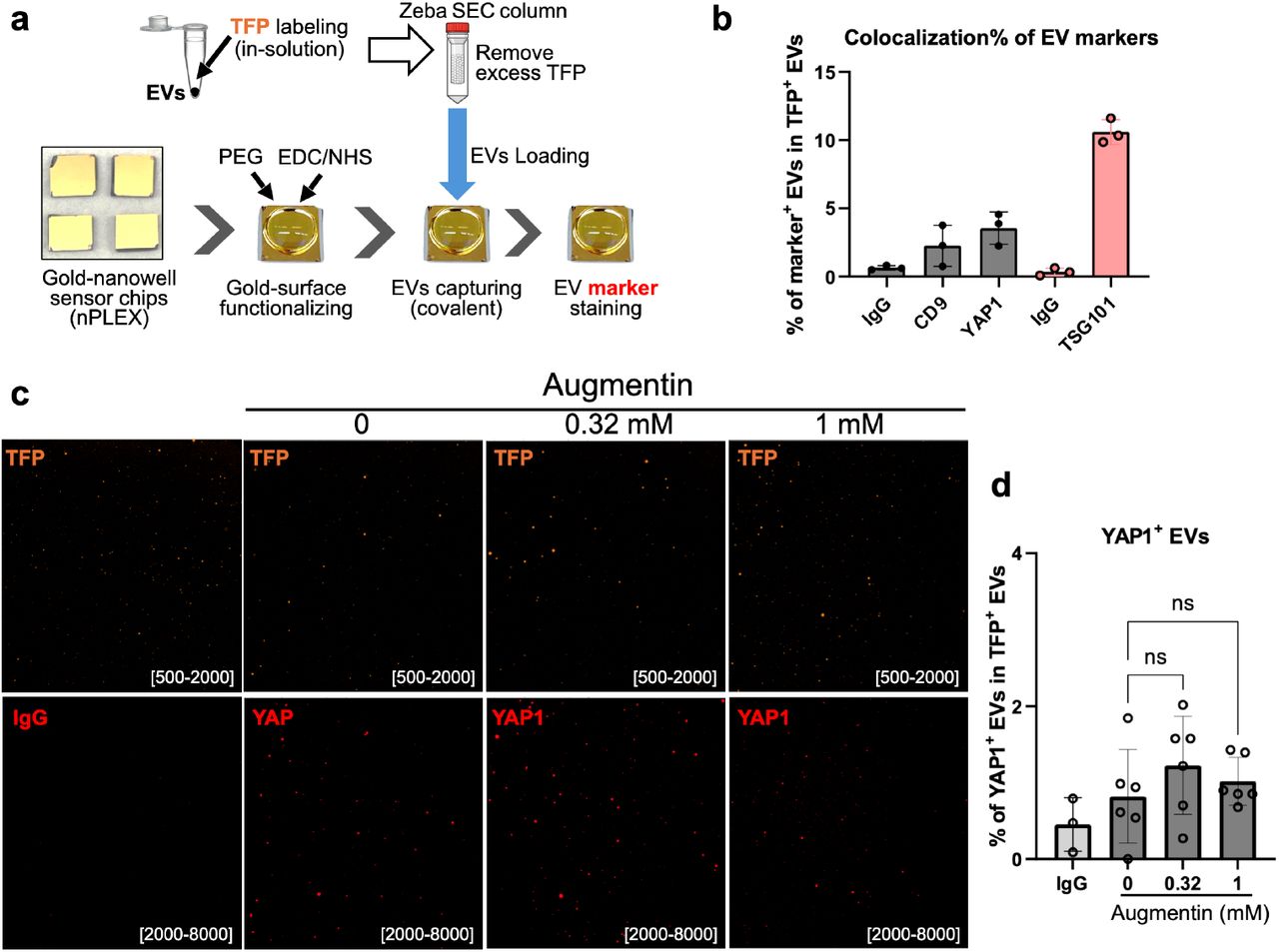 Effects of Augmentin-stress on the cholangiocyte malignancy marker YAP1 by single EV analysis (FLEX).(a) Single EV analysis procedure using FLEX sensor chips. The gold surface of the FLEX chip was functionalized by PEG coating. Then, TFP-555-labeled EVs were loaded and captured through covalent binding, followed by immunostaining with fluorophore-conjugated antibodies. Fluorescent images of EVs were acquired and quantified. (b) Detection of markers with FLEX using optimized conditions. The percentage of marker-positive EV populations in total TFP-555-positive EVs was calculated (colocalization). (c-d) Results of FLEX for the detection of the cholangiocyte malignancy marker YAP1 in Augmentin-stressed cholangiocytes showed no significant change. (c) Representative images of the TFP-555 channel and the YAP1-647 channel. (d) Quantification results of marker colocalization, i.e., the percentage of YAP1-positive EVs in TFP-555-positive EVs.