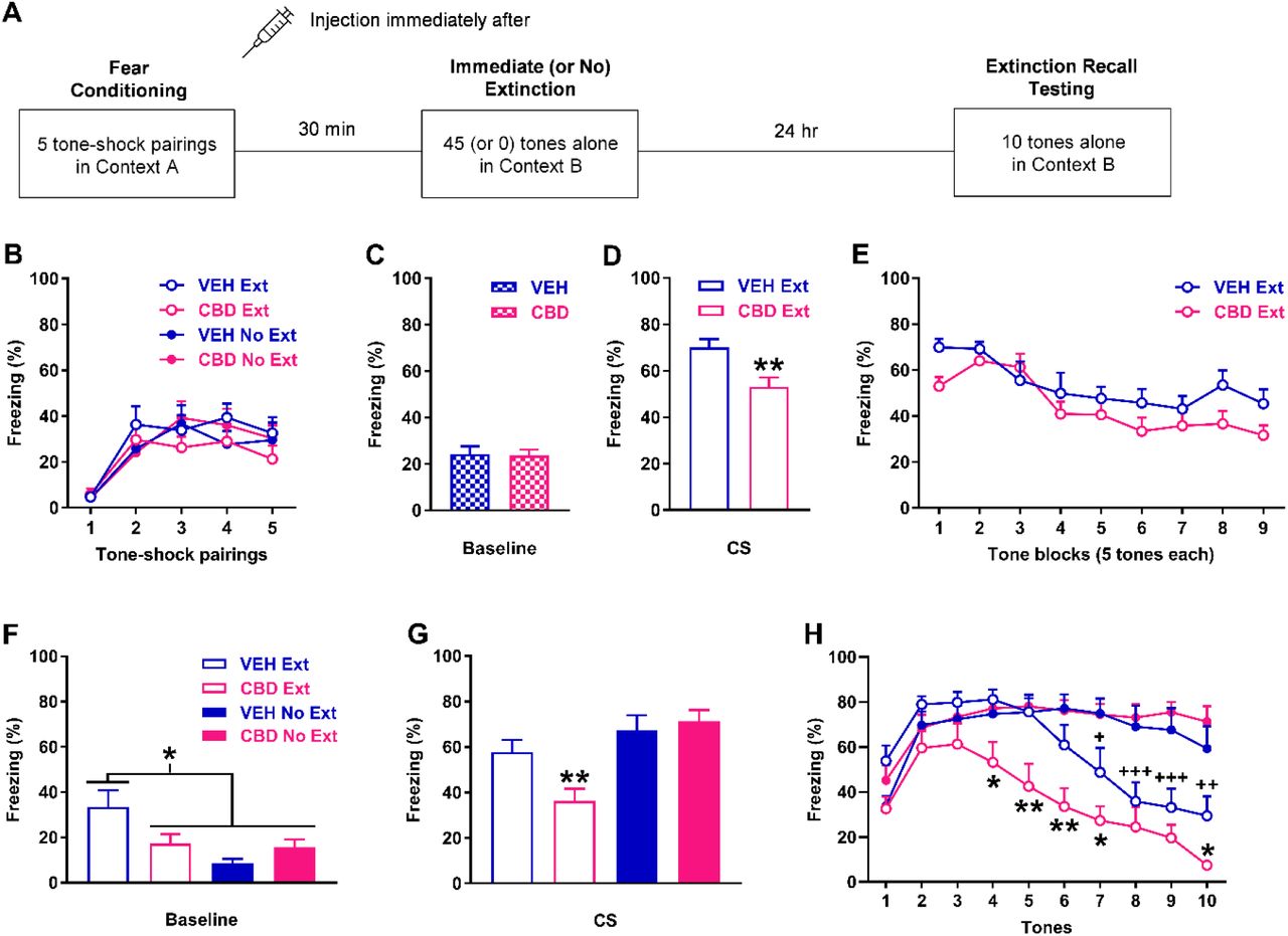 Effects of cannabidiol (CBD) on freezing during immediate extinction and extinction recall testing. A) Schematic representation of the behavioural testing and drug administration procedures used. B) Freezing in response to tone-shock pairings during fear conditioning. There were no differences in freezing between the groups (n=10/group) to receive vehicle (VEH) or CBD before immediate extinction (VEH Ext, CBD Ext) or no extinction (VEH No Ext, CBD No Ext). C) Freezing before tone presentations (Baseline) during immediate (or no) extinction. There were no differences in freezing between VEH (Ext and No Ext combined) and CBD (Ext and No Ext combined). D) Freezing in response to the first block of tones at the start of immediate extinction. Compared to VEH Ext, CBD Ext decreased freezing (** P < 0.01). E) Tone-induced freezing during immediate extinction. CBD had no effect on freezing. F) Freezing before tone presentations (Baseline) during extinction recall. Freezing was increased with VEH Ext, compared to the other groups (* P < 0.05). G) Tone-induced freezing across extinction recall testing. Freezing was decreased with CBD Ext, compared to the other groups (** P < 0.01). H) Freezing in response to each tone during extinction recall testing. Freezing was decreased with CBD Ext, compared to the other groups, during tones 4-7 and 10 (* P < 0.05, ** P < 0.01). Freezing was also decreased with VEH Ext, compared to VEH No Ext and CBD No Ext, during tones 7-10 (+ P < 0.05, ++ P < 0.01, +++ P < 0.001).