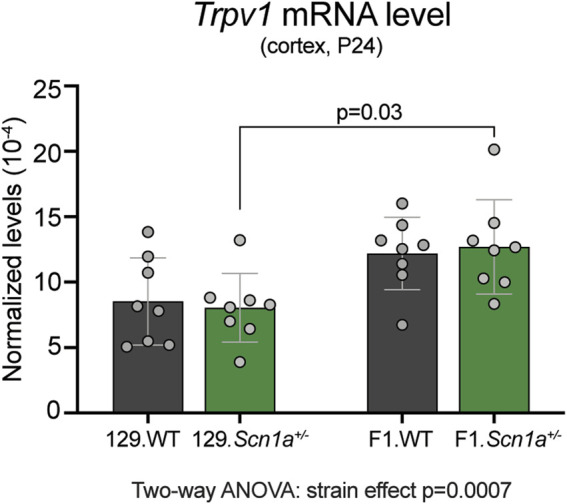 Trpv1 mRNA expression is increased in the seizure susceptible F1.Scn1a +/− mice compared to seizure resistant 129.Scn1a +/− mice. Relative Trpv1 transcript levels in WT (gray bars) and Scn1a +/− (green bars) mice on the seizure resistant 129 and seizure susceptible F1 (129 × B6) genetic backgrounds. Transcript levels were determined by RT-ddPCR and normalized to Tbp. Scn1a +/− mice on the F1 background had a strain- dependent increase in the cortical Tprv1 mRNA levels compared to the wildtype and Scn1a +/− mice on the 129 background (Two-way ANOVA: strain effect p = 0.0007, n = 8 mice per group). F1.Scn1a +/− mice had significantly increased Trpv1 mRNA levels compared to Scn1a +/− mice on the 129 background (Tukey’s multiple comparisons test p = 0.03).