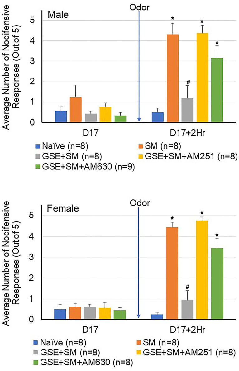 The anti-nociceptive effect of GSE involves CB1 and CB2 receptors. The average number of nocifensive head withdrawal responses to mechanical stimulation is reported for male (top panel) and female (bottom panel) animals. Some animals were left untreated (Naïve) while other animals were subjected to restraint stress (SM). Some animals received daily GSE in lieu of water for 1 week prior to restraint stress and supplementation was continued for remainder of study (GSE + SM). The GSE + SM + AM251 animals received intracisternal injection of the CB1 antagonist AM251 while the GSE + SM + AM630 animals were injected with the CB2 antagonist immediately before exposure to the pungent odor. *P < 0.05 when compared to Naive levels for that condition, #P < 0.05 compared to SM levels.