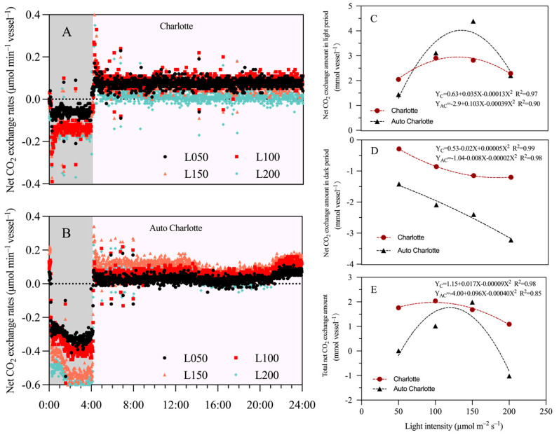 Effects of light intensity on the net CO2 exchange rate (A,B) at 14 d after inoculation and the total net CO2 exchange amount (C–E) over the entire culture period for plantlets of two cultivars under the photoperiod of 20 h d−1. L represents light intensity, with 50, 100, 150, and 200 indicating levels of µmol m−2 s−1. Gray represents the dark period, while pink denotes the light period.