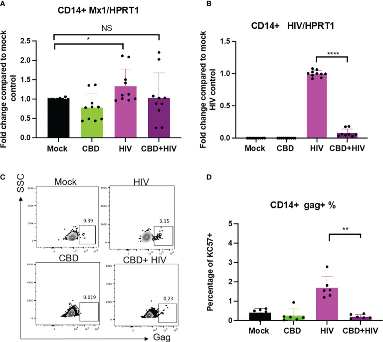 CBD affects HIV viral spread in primary macrophages. CD14+ cells were magnetically sorted and differentiated with M-CSF for 5 days followed by treatment with vehicle/CBD overnight. After treatment, cells were infected with HIV for 24hrs with vehicle/CBD treatment for another 8 days. (A) ISG MX1 expression level as measured by real time PCR. (B) HIV RNA level as measured by real time PCR. (C) Representative flow plot of cells stained with anti-gag antibody after 8 days of infection. (D) Summary of gag+% cells. *p<0.05, **p<0.005, ****p<0.0001, NS, non-significant.