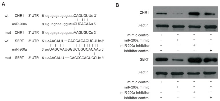 Cannabinoid receptor 1 (CNR1) and serotonin transporter (SERT) are direct targets of microRNA-200a (miR-200a). (A) Bioinformatic analyses show the predicted miR-200a binding site at the 3′ untranslated region (UTR) of CNR1 and SERT. (B) Western blot showed that CNR1 and SERT were lower expressed in the miR-200a mimic group and highly expressed in the miR-200a inhibitor group compared to the relevant control groups. (C) Dual luciferase assays showed that luciferase activity was significantly reduced in colonic epithelial cells (CECs) co-transfected with the miR-200a mimic and pmirGLO-wt-CNR1/SERT compared to CECs co-transfected with the miR-200a mimic and pmirGLO-mt-CNR1/SERT. However, luciferase activity was significantly enhanced in CECs co-transfected with the miR-200a inhibitor and pmirGLO-wt-CNR1/SERT compared to CECs co-transfected with the miR-200a inhibitor and pmirGLO-mt-CNR1/SERT (*P < 0.05, ANOVA).