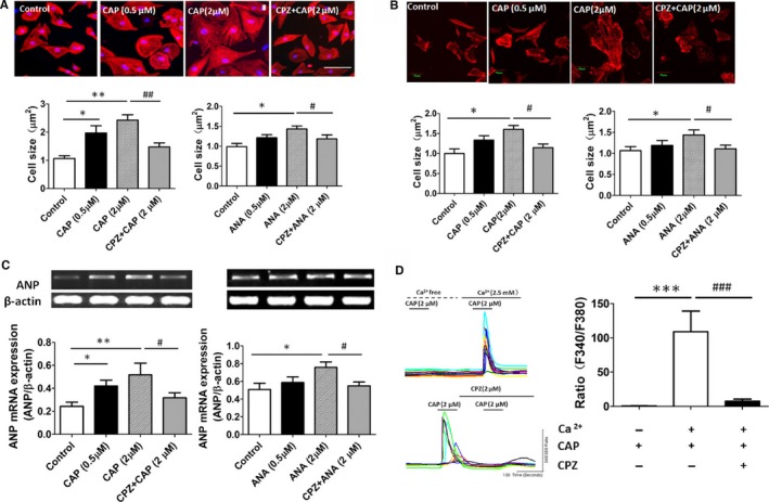 Activation of TRPV1 induced a cardiohypertrophic response and elevated intracellular calcium level in cultured cardiomyocytes. A, Histological staining of H9C2 cells treated with vehicle, CAP, and CPZ plus CAP for 48 hours is shown; cardiomyocyte cross‐sectional area was measured after treatment with TRPV1 agonist CAP or ANA (6 independent experiments per group, 20 cells counted per experiment). *P<0.05, **P<0.01 versus control, # P<0.05 versus 2 μmol/L ANA, ## P<0.01 versus 2 μmol/L CAP. B, Morphologies of isolated rat neonatal cardiomyocytes were examined after CAP or CPZ plus CAP treatment for 48 hours (5 independent experiments per group, 20 cells counted per experiment), and cardiomyocyte cross‐sectional area was measured after CAP or ANA treatment. *P<0.05 versus control, # P<0.05 versus 2 μmol/L CAP or 2 μmol/L ANA. C, Representative mRNA products of atrial natriuretic peptide in the CAP‐ or ANA‐treated H9C2 cells (6 independent experiments per group) and expression of ANP relative to β‐actin mRNA were assayed. *P<0.05, **P<0.01 versus control, # P<0.05 versus 2 μmol/L CAP or 2 μmol/L ANA group. D, Representative recording of change in intracellular Ca2+ induced by 2 μmol/L CAP with 0 or 2.5 mmol/L calcium in bath solution was reversed by 2 μmol/L CPZ, and the F340/F380 Fura‐2 fluorescence ratio was measured (8 independent experiments per group, 50 cells counted per experiment).***P<0.001 versus calcium‐free bath solution group, ### P<0.001 versus CAP with calcium‐treated group. ANA indicates anandamide; CAP, capsaicin; CPZ, capsazepine.