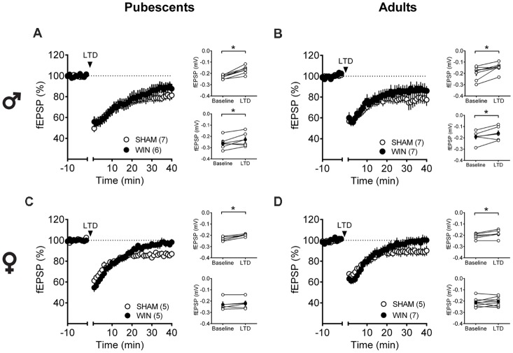Sex-specific effects of a single in vivo cannabinoid exposure on prefrontal cortex (PFC) endogenous cannabinoid (eCB)-long-term depression (LTD). Rats were exposed to WIN55,212-2 (WIN, 2 mg/kg, s.c.) 24 h before. Average time-courses of mean field excitatory postsynaptic potentials (fEPSPs) showing that low-frequency stimulation (indicated by arrow) induced LTD at mPFC synapses in both Sham- (white circles, n = 7) and WIN- (black circles, n = 6) exposed pubescent males (A). Similarly, LTD was identical in Sham- (white circles, n = 7) and WIN- (black circles, n = 7) exposed adult males (B). In contrast, LTD was ablated in mPFC slices obtained from both pubescent (C, Sham, white circles, n = 5; WIN, black circles, n = 5) and adult (D, Sham, white circles, n = 5; WIN, black circles, n = 7) females 24 h after a single exposure to WIN. Adjacent to the time-course figures individual experiments (white circles) and group average (Sham, gray circles; WIN, black circles) before (baseline) and after (35–40 min) LTD induction are showed. LTD is present in WIN-treated male rats at both ages: pubescent (A, on the right) and adulthood (B, on the right). In contrast, LTD was absent in both pubescent (C, on the right) and adult (D, on the right) females previously treated with WIN. Error bars indicate SEM, n = individual rats, *p < 0.05, Paired t-test. ♂ Males; ♀ Females.