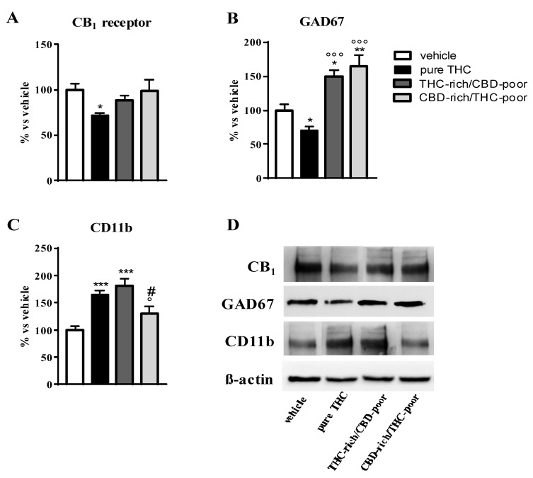 Effect of administration of adolescent THC and THC/CBD combinations on CB1 receptor protein levels (panel A), GAD67 protein levels (panel B) and CD11b levels (panel C) in the adult prefrontal cortex as measured through Western blot analysis. Representative Western blot images are depicted in (panel D) and refer to one blot out of six. Data are expressed as mean ± SEM of 6 animals per group. *** p < 0.001, ** p < 0.01, * p < 0.05 vs. vehicle; °°° p < 0.001, ° p < 0.05 vs. pure THC; # p < 0.05 vs. THC-rich/CBD-poor. One-way ANOVA followed by Tukey’s post-hoc test.