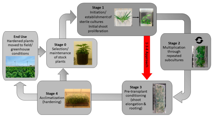 The five-stage micropropagation process for tissue culture. The red arrow is indicative of the 1-3-4 approach (where Stage 2 is skipped). Stage 2 is commonly skipped in C. sativa micropropagation methods due to the plant’s recalcitrance to long-term culture characterized by a slow decline in fitness. Inclusion of Stage 2 allows for repeated subcultures of In Vitro plants (indicated by the circular arrows), therefore facilitating large-scale multiplication or long-term germplasm storage.