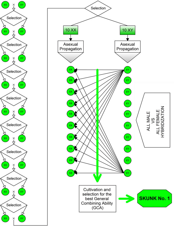 Method used for the development of the “Skunk No. 1”: the first NLD/BLD hybrid bred in the early 1970s. To obtain this variety, plants of the F2 progeny were chosen to carry out nine repeated inbreeding cycles aimed at increasing their homozygosity, then ten female and ten male plants were selected and vegetatively propagated to be used as parental lines in all possible pairwise cross-combinations.