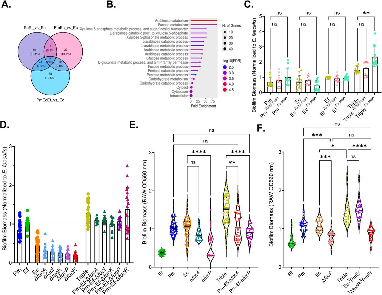 L-Fucose utilization by E. coli contributes to triple species biofilm enhancement. (A) Venn diagram demonstrating the overlap in E. coli proteins that were enriched in dual and triple species biofilms. (B) Pathway analysis of enhanced E. coli proteins that were specifically enriched in triple species biofilms. (C) Biofilm biomass quantification (crystal violet staining) of single and triple species biofilms established in 24 well plates in dilute human urine and supplemented with 10 mM L-arabinose or L-Fucose. Data show mean and standard deviation for 4 independent experiments with 3 biological replicates each. Statistical significance determined by one-way ANOVA with multiple comparisons; **, <0.01; ns, non-significant. (D) Single and triple species biofilms with mutants in E. coli related to L-fucose utilization. (E) Triple species biofilms under flow with fucA (red) and fucP (purple) mutants. Data shows 2 independent experiments with 14 segments per catheter condition and represent raw OD values. (F) 48 hour colonization priority experiments under flow conditions comparing the ability of fucP and wild-type E. coli to contribute to triple species biofilm enhancement. Data represent 2 independent experiments with14 catheter segments per condition. Statistical significance determined by Kruskal-Wallis with multiple comparisons; *, P<0.05; ***, P<0.001; ****, P<0.0001; ns, non-significant.